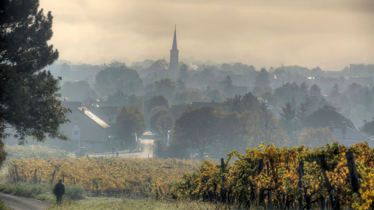 Six generations of family winemaking in the Thermenregion, combining a centuries-old connection to the land with a new generation shaped by Burgundy and Bordeaux.